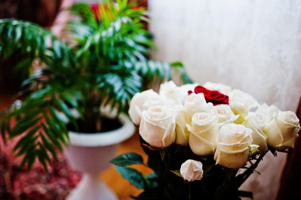 Quelles fleurs choisir pour une cérémonie quand on ne connaît pas les goûts du défunt : Fleurs en Deuil