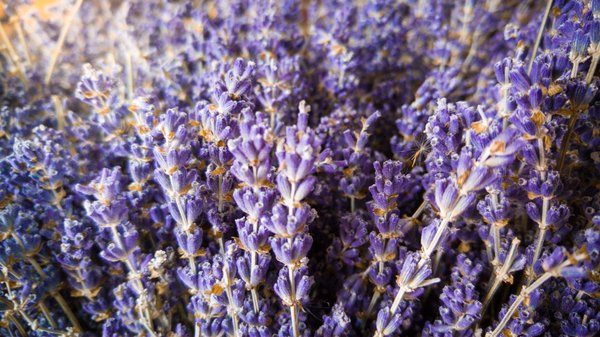 Quelles sont les étapes pour bien régler ses volets roulants Somfy ?