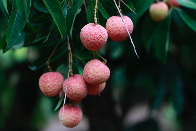 Comment faire la culture du litchi, fruit de noël ?