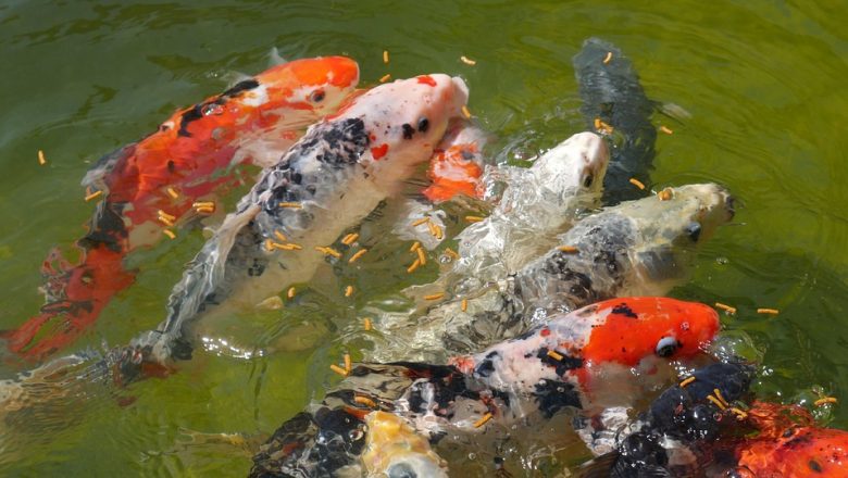 Ajoutez une touche japonaise à votre maison grâce aux carpes Koi et à leur bassin